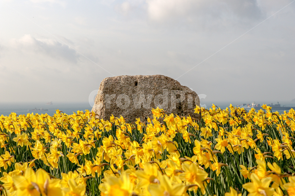수선화,꽃,식물,daffodil,blossom,flower,plant,식물,자연,plants,nature,꽃,flower