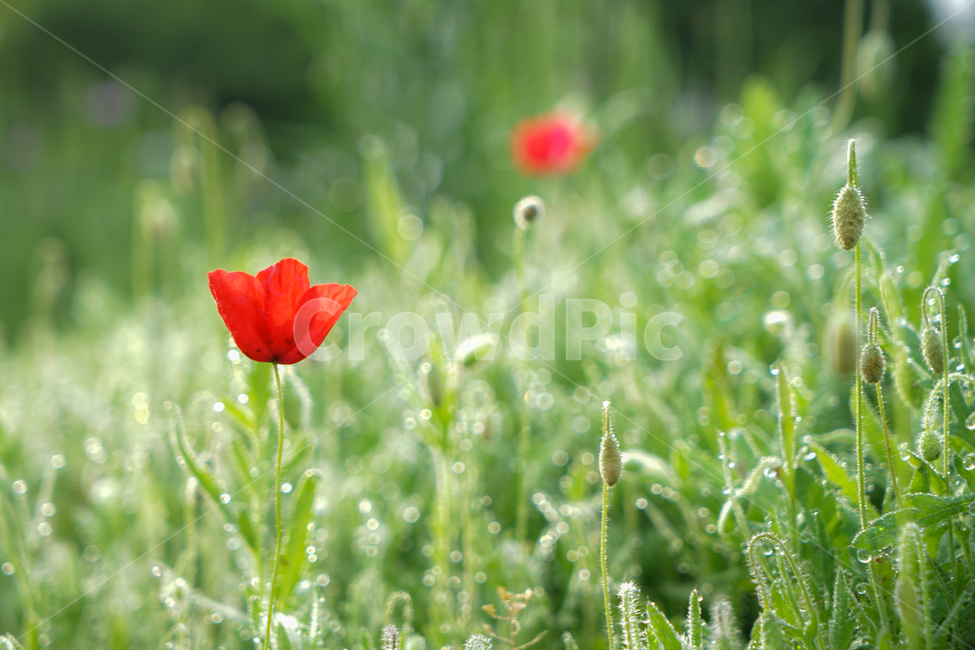 꽃,양귀비,식물,화초,설화,자연,재배,식물,자연,plants,nature,꽃,flower