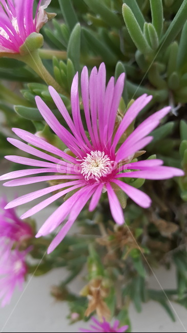 plant,식물,flower,꽃,풀,pretty,pink,green,love,구름국화,속씨식물,쌍떡잎식물,초롱꽃목,동국,구름금잔화,금잔화,산망초,무모장씨비련,여러해살이풀,국화,국화과,분홍색,핑크색,color,colorofpink,식물,자연,plants,nature,꽃,flower