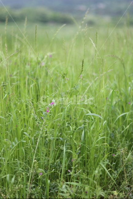풀,잡초,초록,봄,흐림,식물,자연,plants,nature