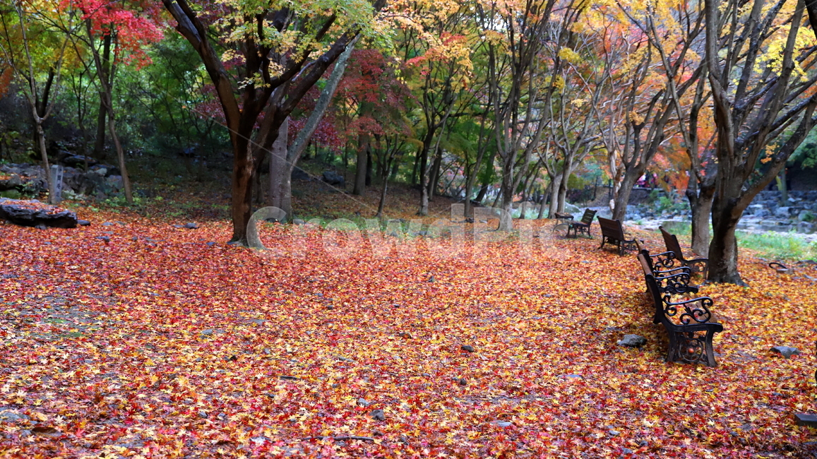 강천산,단풍,빨강색,나무,의자,빨강색단풍,노랑색단풍,자연,풍경,관광지,tree,plant,식물,leaf,잎,ground,바닥,bench,벤치,추경,낙엽