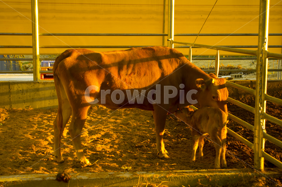 송아지,소,황소,축사,동물,가축,cow,calf,animal,emotion,감성,자연,계절,접사,매크로,클로즈업,확대,동물,animal,포유류,mammal,산업,industry,industrial,목축업,목장,livestock farming,ranching,pasture