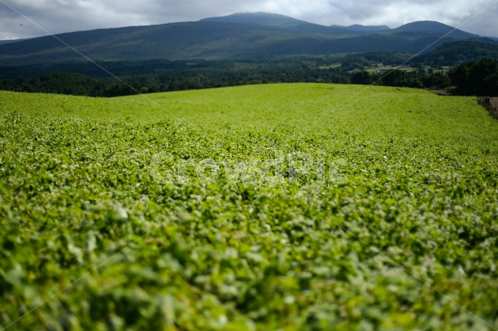 제주,메밀꽃밭,메밀밭,오라동,자연,풍경,자연,풍경,nature,landscape,field,들,outdoors,옥외