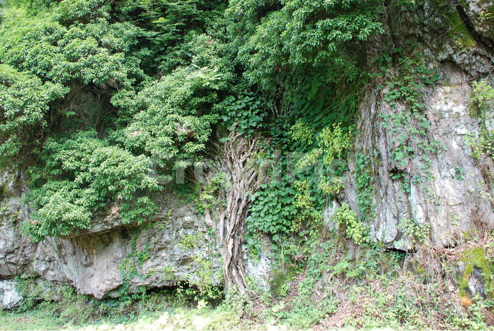 송악,담장나무,꽃말우정,꽃말신뢰,나무,덩굴,자연,풍경,nature,landscape,plant,식물