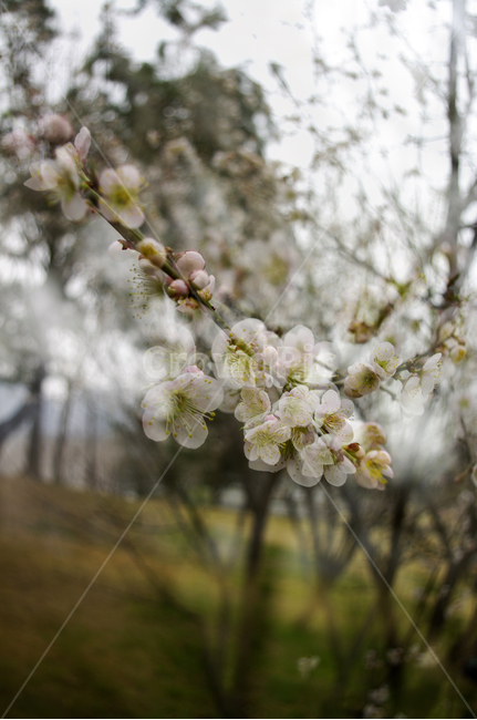 꽃,flower,매화,봄,spring,계절,식물,plant,자연,nature,식물,자연,plants,nature,꽃,flower