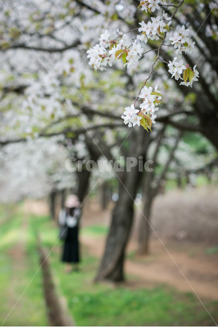 봄,자연,야외,공원,spring,nature,꽃,계절,식물,풍경,빛,season,plants,flower,감성,sensible,feeling,녹색,green,흰색,white