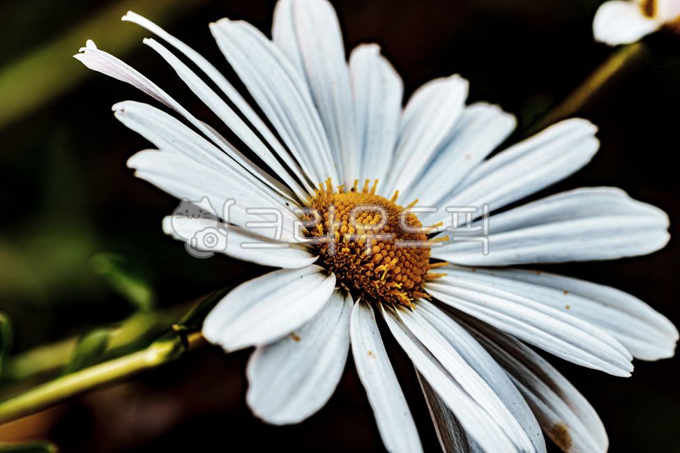 가을꽃,구절초,들국화,플라워,flower,식물,자연,koreanchrysanthemum,토종꽃