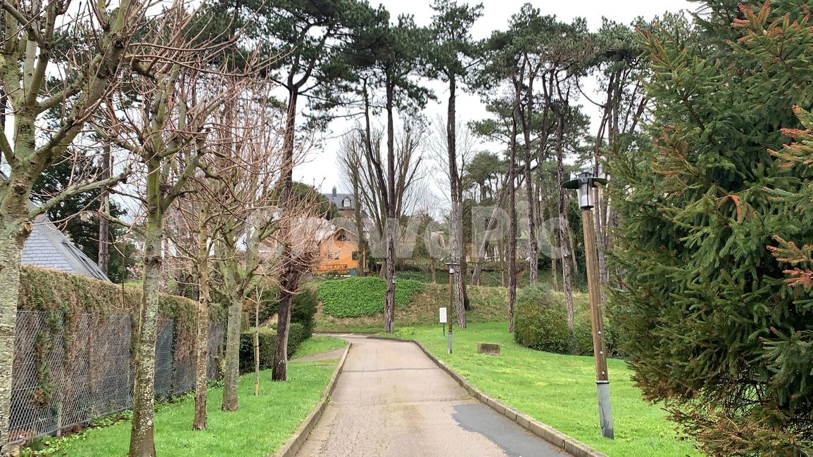프랑스,파리,에트르타,골목길,france,paris,tree,나무,plant,식물,풍경,자연,자연,풍경,nature,landscape