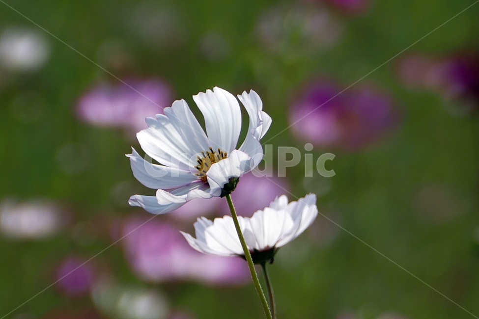 코스모스,식물,하얀꽃,가을,가을꽃,꽃,식물,자연,plants,nature,꽃,flower