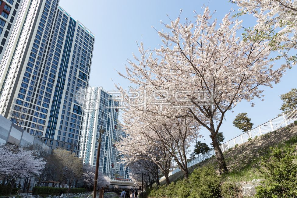 cherry,Cherry Blossom,leading,cherryblossom,Spring background,building,spring,spring flowers,Haesucheon,sight,season,Busan travel,flower snap,tree,flower,background,busan,spring scenery,flower scenery,flower background,travel,Busan Yeongdo,apartment,walk,