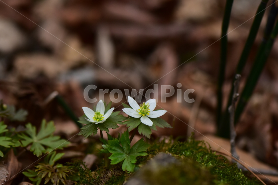 모데미풀,야생화,봄,꽃,풀꽃,자연,식물,식생,plants,nature,spring,season,flower