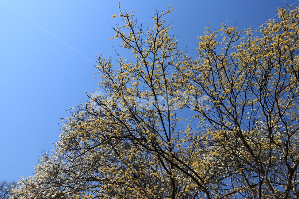 봄,산수유,꽃,spring,flower,봄,계절,spring,season,tree,나무,plant,식물,tree trunk,나무 줄기