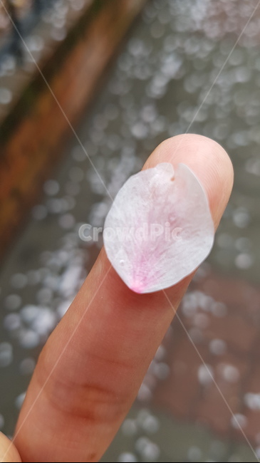 꽃,꽃잎,자연,봄,감성,예쁜