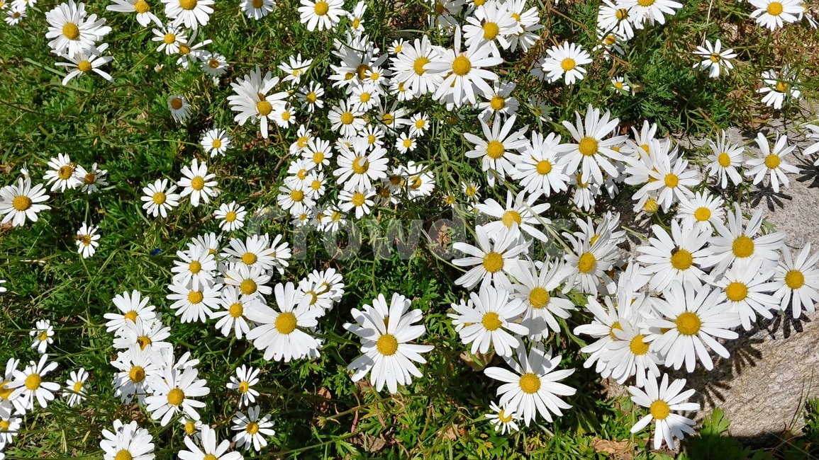 들꽃,가을,아스팔트를뚫은꽃,도로위꽃,꽃,꽃,flower