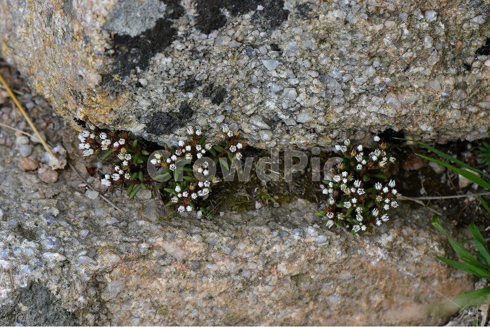 난쟁이바위솔,야생화,식물,자연,꽃,생태,힐링,플라워,wildflower,flower,plants,nature,season,감성,느낌,emotion,feeling,여름,난장이바위솔,돌나물과,나쟁이바위솔속,식물,자연,plants,nature