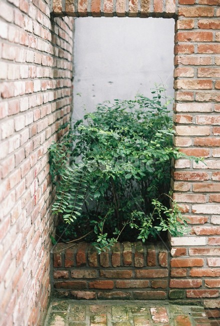 벽돌,식물,풀,나무,초록잎,식물,자연,plants,nature