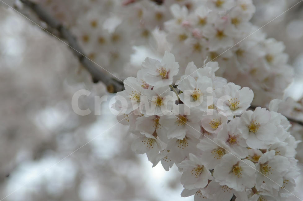 벚꽃,봄,나무,봄꽃,봄나무,봄향기,플라워,봄,계절,spring,season,식물,자연,plants,nature,꽃,flower,plant,blossom