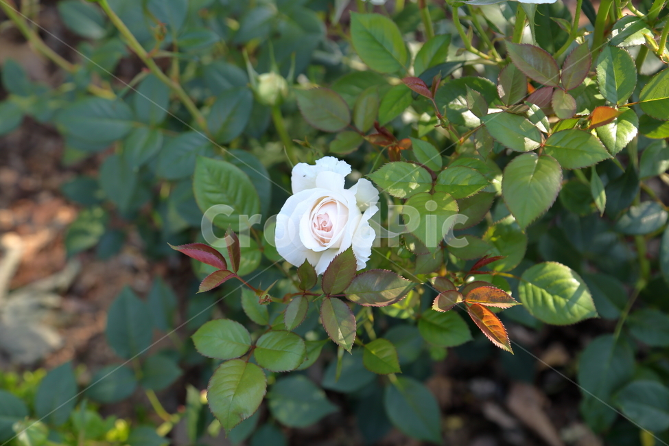 장미,장미꽃,꽃,rose,flower,백장미,하얀장미,5월,6월