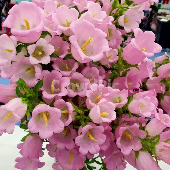 꽃,꽃박람회,형형색색,식물,초롱꽃,방울꽃,전시,꽃다발,분홍색,박람회
