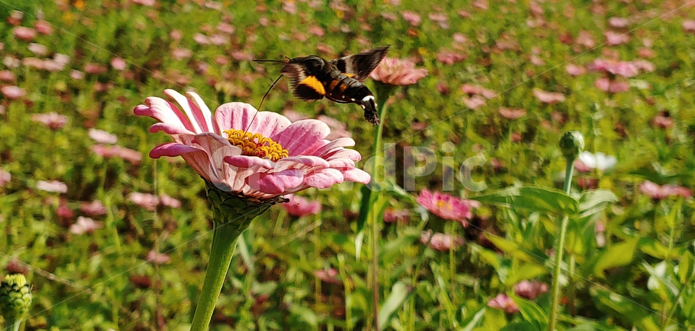 plant,식물,flower,꽃,꽃잎,꼬리각박시나방,나방,식물,자연,plants,nature,꽃,flower,곤충,벌레,insect,bug