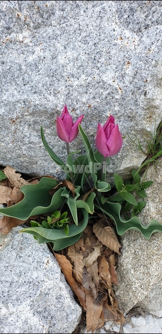plant,식물,튤립,꽃,자연,힐링