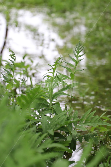 초록,길,그린,풀,비오는날,물웅덩이,비,식물,자연,plants,nature
