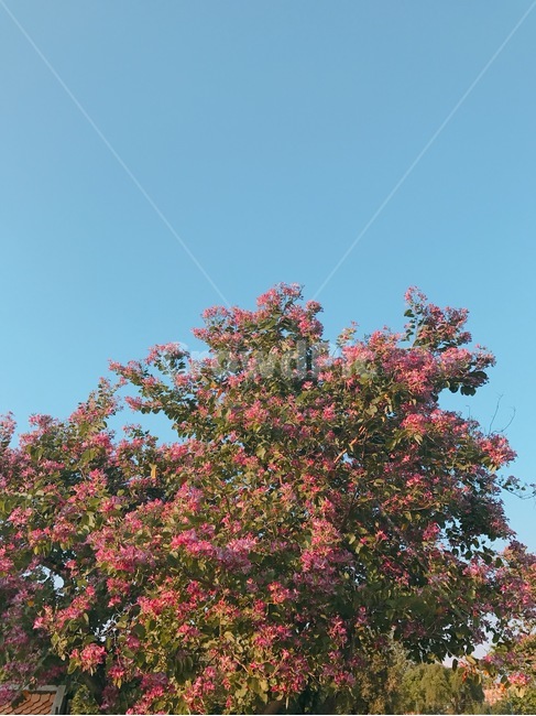 나무,하늘,분홍꽃,꽃,봄,여름,맑음,자연,풍경,nature,landscape,plant,식물