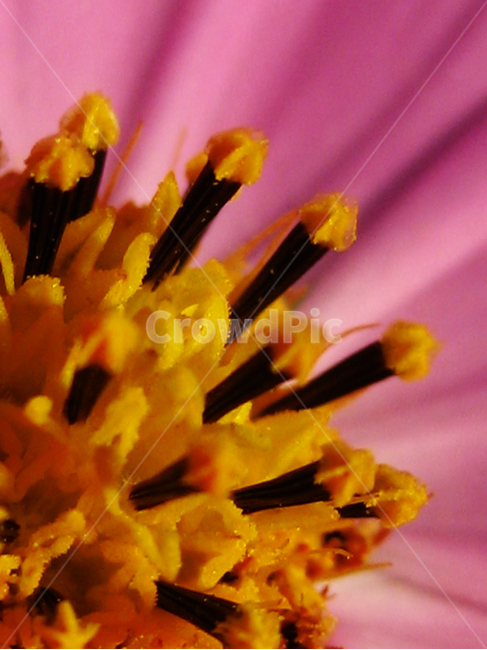 코스모스,cosmos,가을꽃,꽃,flower,꽃접사,식물,식물,자연,plants,nature,꽃,flower