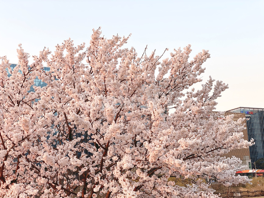plant,봄,벚꽃,cherryblossoms,flower,하늘,spring,벚나무,봄,계절,spring,season