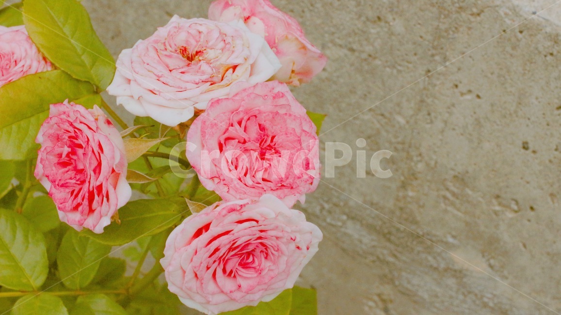 자연,꽃,힐링,풀,분홍색꽃,식물,자연,plants,nature,꽃,flower
