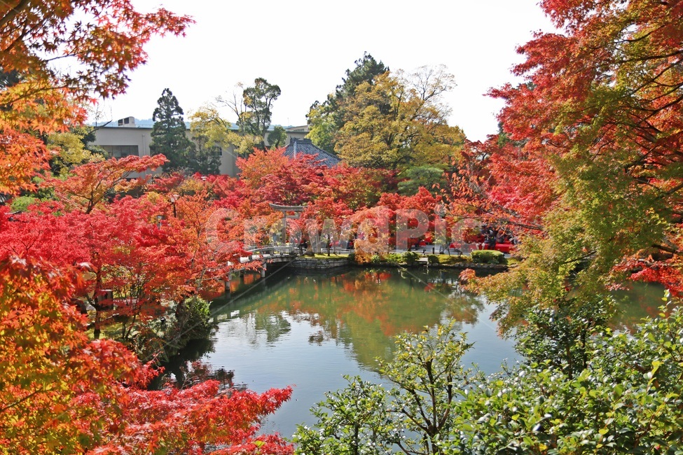 단풍,maple,mapletree,단풍나무,가을단풍,가을,계절,fall,autumn,season,자연,풍경,nature,landscape,해외,외국,세계,foreign,oversea,world,세계자연풍경,해외자연풍경,외국자연풍경,world nature landscape,plant,식물,tree,나무