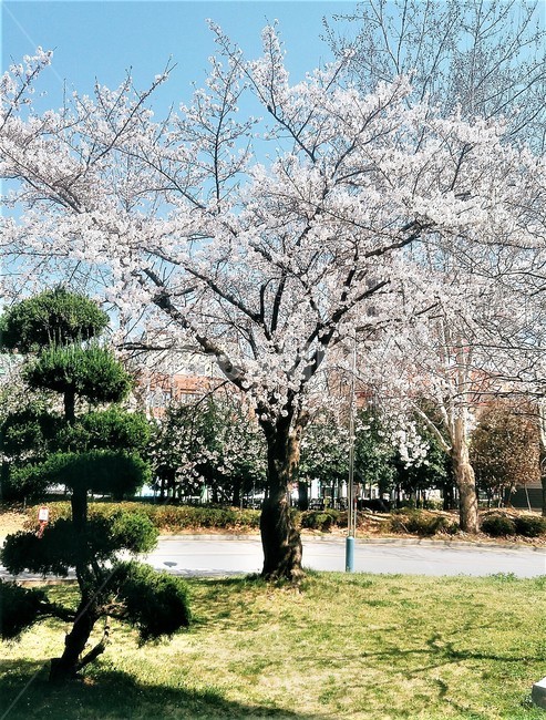 벚,벚꽃,벚나무,봄,꽃,flower,blossom,봄,계절,spring,season