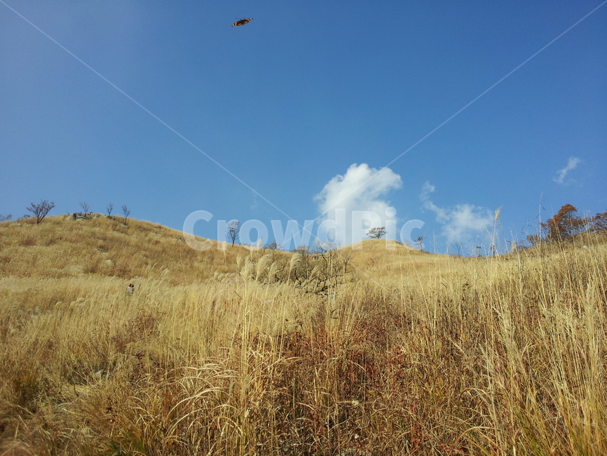 용문산,용문산가을,가을풍경,가을하늘,갈대,나비,가을,계절,fall,autumn,season,adventure,모험,leisure activities,레저 활동,grassland,목초지,outdoors,옥외,field,들,gliding,활공