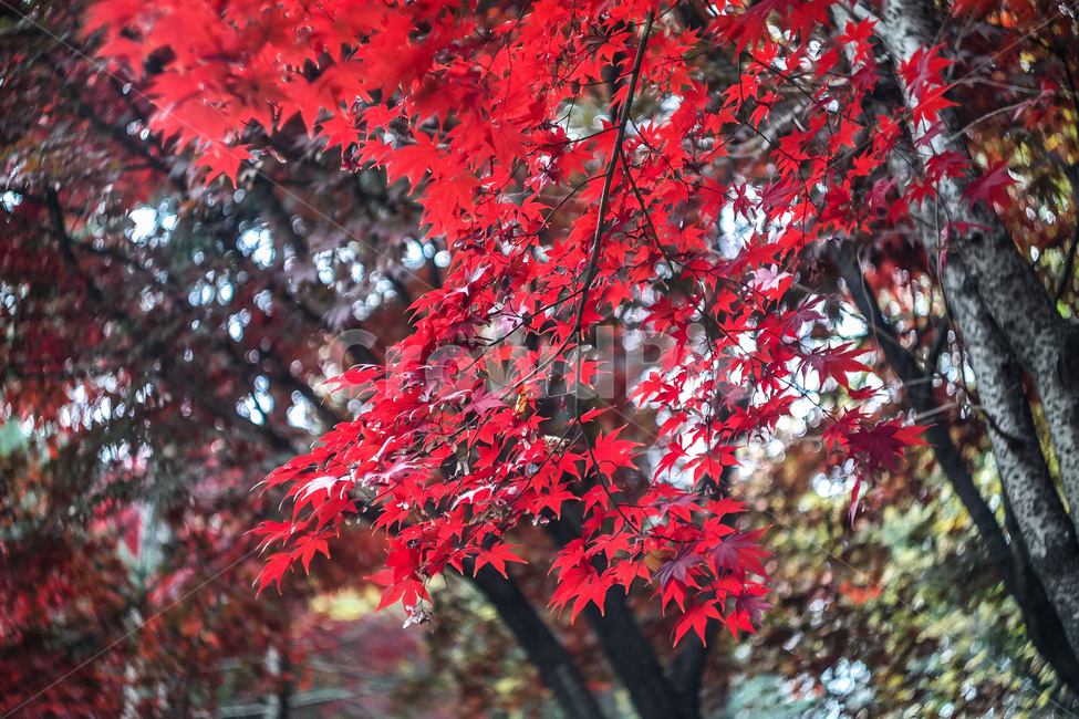 가을,가을색,단풍,만추,가을이미지,자연,풍경,autumn,season,계절,아름다운,식물,fall,가을,계절,fall,autumn,season,식물,자연,plants,nature,나무,trees,wood,leaf,잎,plant,tree,maple