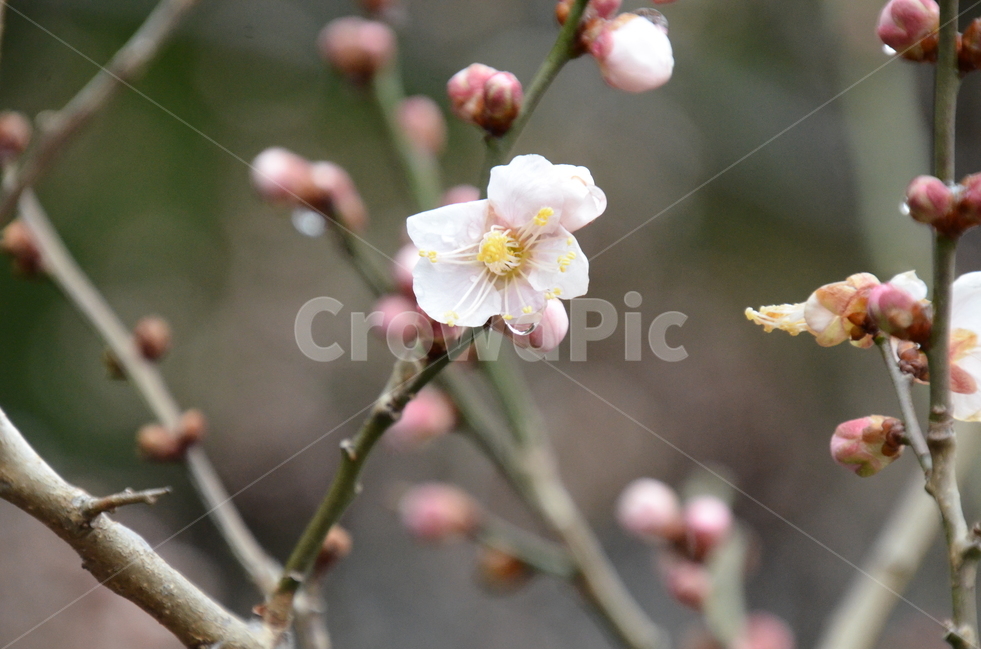 매화,꽃,가지,나무,봄,꽃봉우리,tree,white,flower,봄,계절,spring,season,식물,자연,plants,nature,꽃,flower,plant