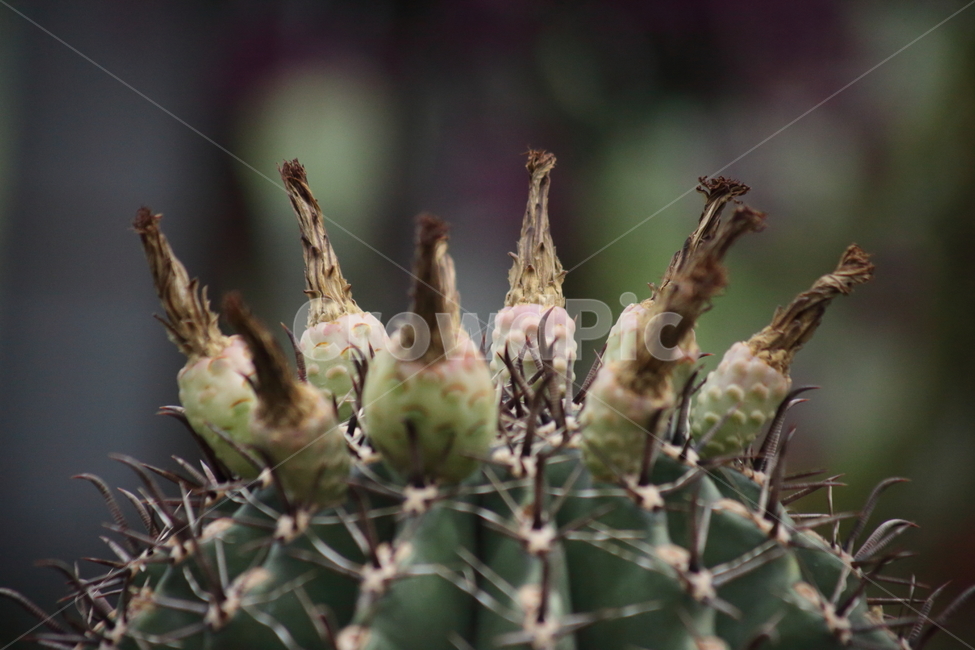 거취옥선인장,선인장,온실,거취옥,ferocactus