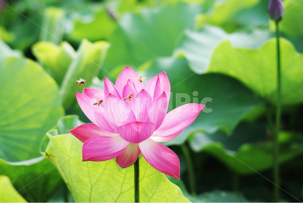 연꽃,flower,pink,감성,컬러,식물,자연,plants,nature,꽃,flower