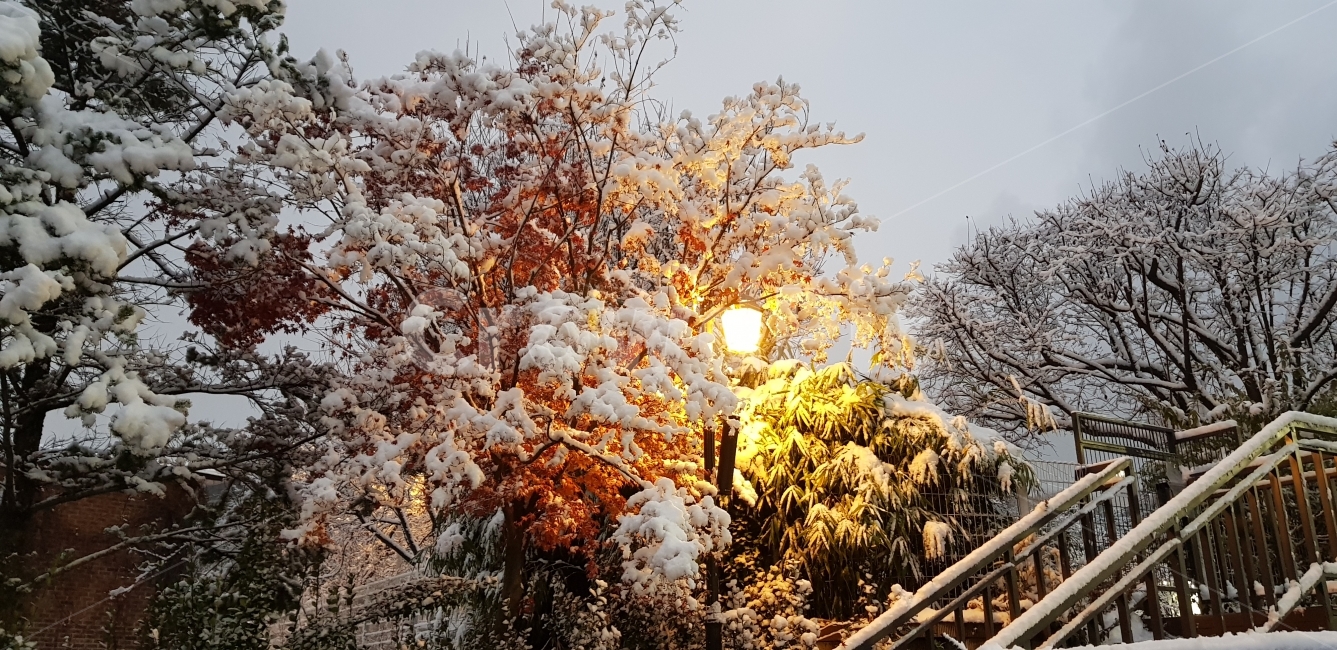 첫눈,새벽눈,아침눈,쌓인눈,가로수눈,어슴프레,겨울,계절,winter,season