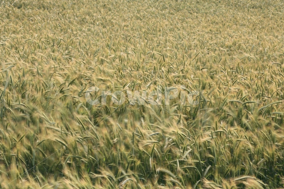밀,밀밭,바람,자연,풍경,자연,풍경,nature,landscape,field,들