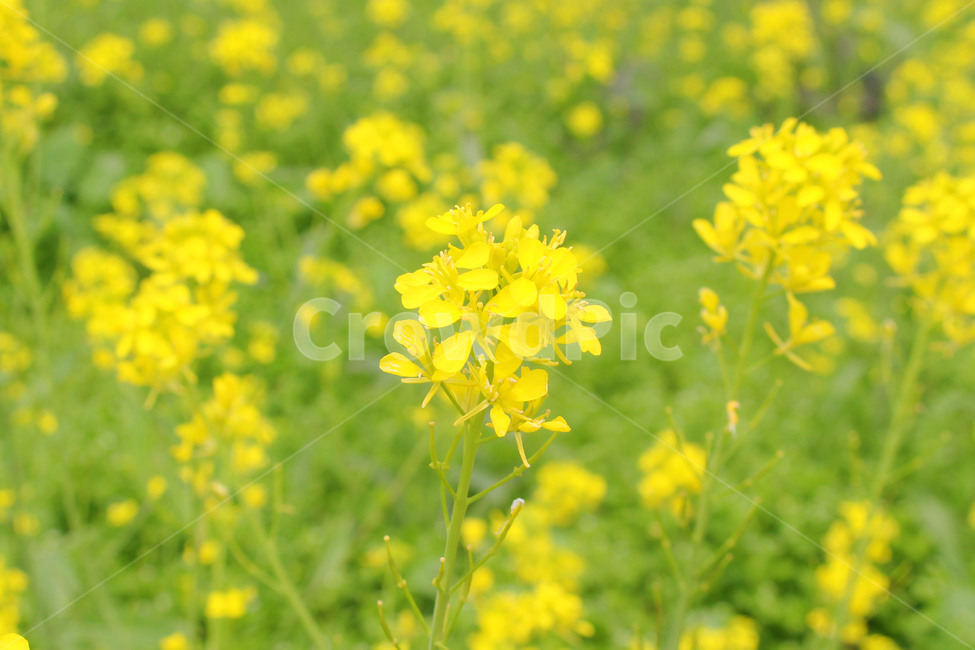 유채꽃,봄,자연,노란색,노랑,flower,green