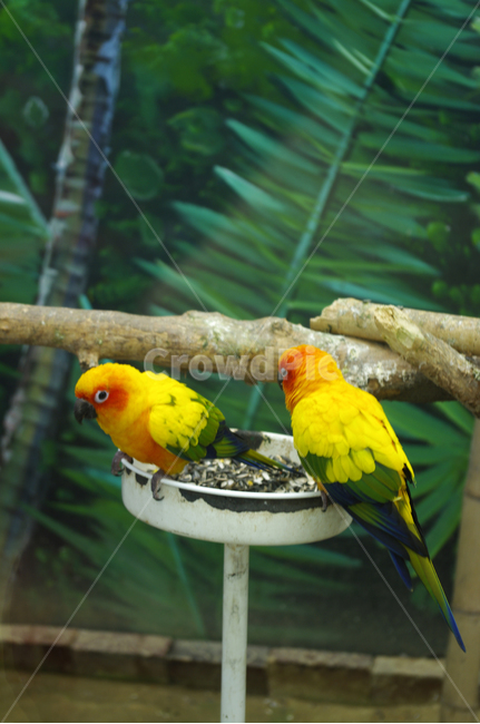 새,조류,앵무새,color,bird,동물,animal,조류,새,birds