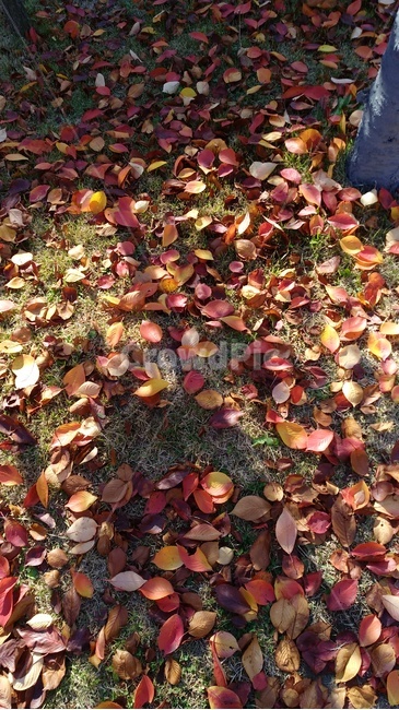 가을,낙엽,빨간,fallenleaves,fall,햇살,분위기,단풍,leaf,red,sunshine,autumn,나뭇잎,식물,plant,땅,ground,따스한,감성