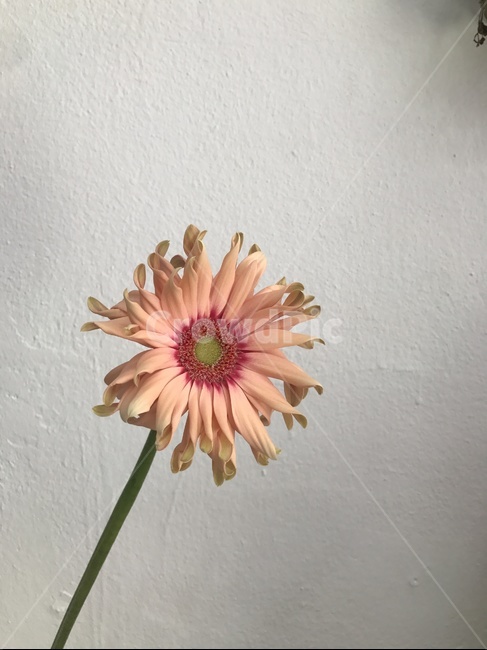 꽃,거베라,파스타거베라,flower,예쁜꽃,독특한꽃,특이한꽃