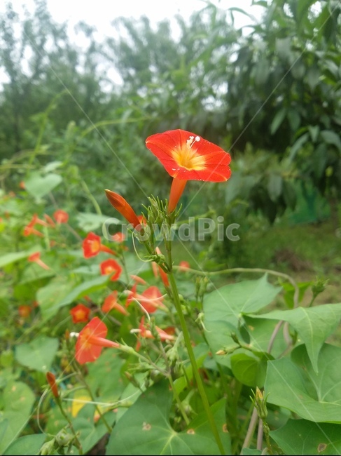 꽃,들꽃,식물,자연,flower,natuer,plant,식물,자연,plants,nature,꽃,flower