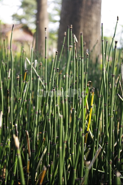 속새,식물,plant,자연,nature,식물,자연,plants,nature
