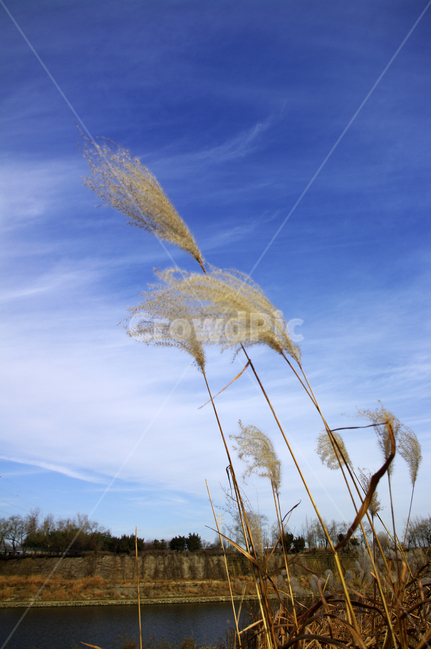 억새,자연,nature,식물,plant,하늘,구름,식물,자연,plants,nature