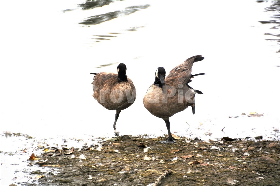 동물,자연,오리,다정함,연못,동물,animal,조류,새,birds