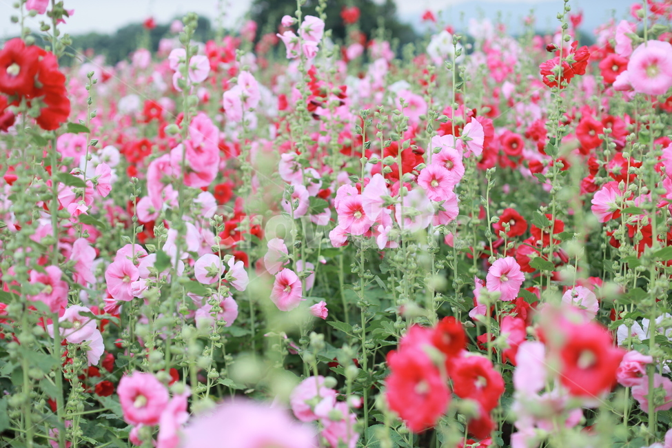 접시꽃,여름풍경,여름꽃,분홍꽃,식물,식물,자연,plants,nature,꽃,flower