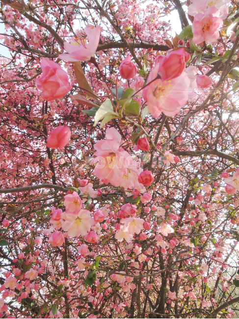 봄,벚꽃,꽃잎,겹벚꽃,핑크,계절,나뭇가지,하늘,자연,park,spring,cherryblossom,season,branch,bloom,nature,tree,flower,floral,outdoor,petal,blossom,sakura,pink,봄,계절,spring,season,식물,자연,plants,nature,꽃,flower,plant,cherry blossom