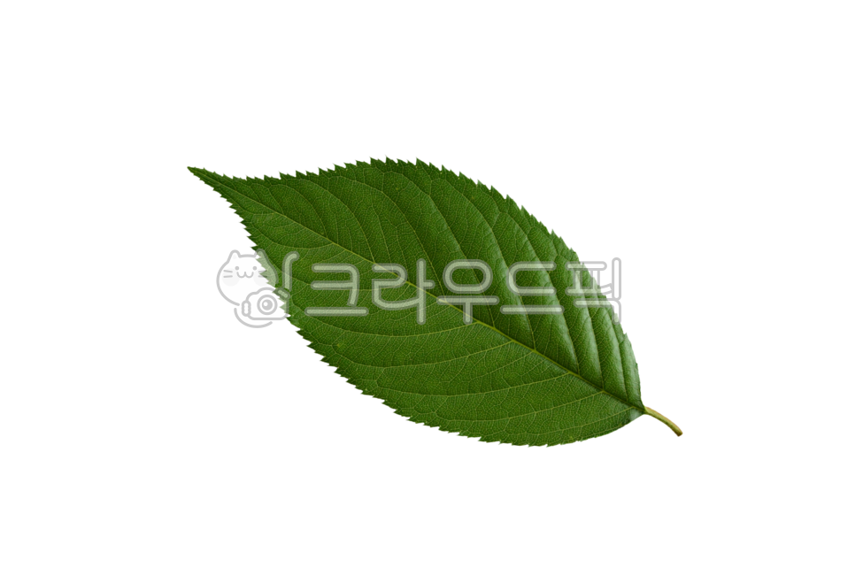 벚나무잎누끼,잎누끼,누끼,나뭇잎누끼,식물잎누끼,오브젝트,피사체,투명,투명배경,투명바탕,나뭇잎,잎,식물잎,그린,초록,식물,녹색,벚나무잎,leaf,cherrytree,cherryleaf,object,subject,withoutbackground,removebackground,transparentbackground,transparent,png